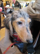 チョコちゃん＆ランちゃん　T