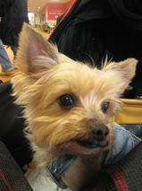 ムッシュくん＆ハッピーくん＆ジェシカちゃん　T