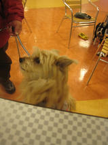 フェンネルくん　T