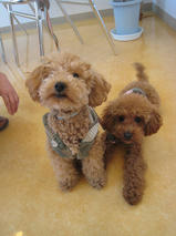 ぷーすけ＆ごんべえちゃんｓ