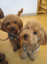 ぷーすけ＆ごんべえちゃんｓ