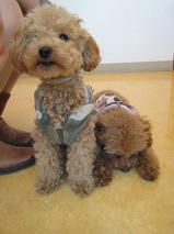 ぷーすけ＆ごんべえちゃんｓ