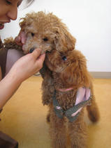 ぷーすけ＆ごんべえちゃんｓ