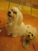 アリスちゃんｓ