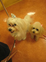 アリスちゃんｓ