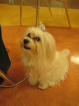 アリスちゃんｓ