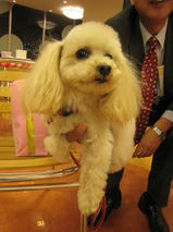 アリスちゃんｓ