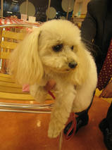 アリスちゃんｓ