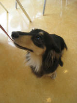 さくらちゃん　T