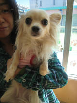 コチビちゃん＆ハナちゃん＆ヒビキちゃん＆ラブちゃん　T