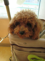 ジャック君＆モモちゃん＆翔太君　T