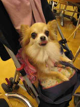 プリン・マリン・レア・ちょこ・トーイ・せな・花・空 