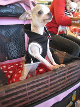 すももちゃんｓ