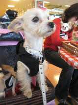 すももちゃんｓ