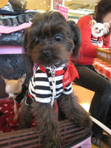 すももちゃんｓ