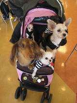 すももちゃんｓ