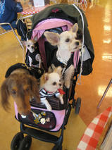 すももちゃんｓ