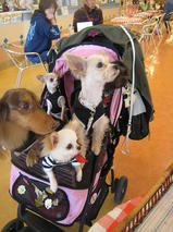 すももちゃんｓ