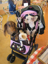 すももちゃんｓ