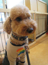 ケリーちゃんｓ