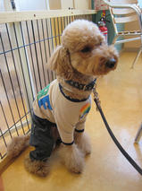 ケリーちゃんｓ