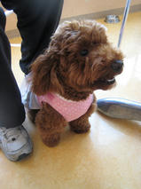 ポロンちゃんｓ