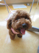 ポロンちゃんｓ