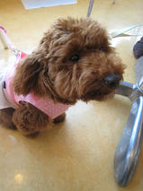 ポロンちゃんｓ