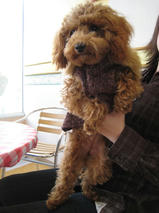 チョコちゃんｓ