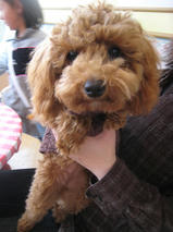 チョコちゃんｓ