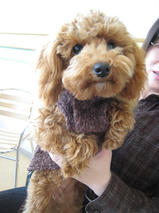 チョコちゃんｓ