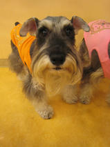 まろんちゃんｓ