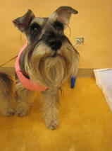 まろんちゃんｓ