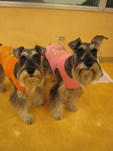 まろんちゃんｓ