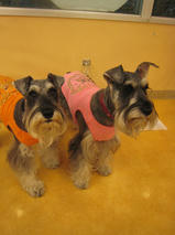 まろんちゃんｓ