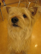 フェンエルちゃんｓ