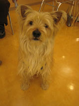 フェンネルちゃんｓ