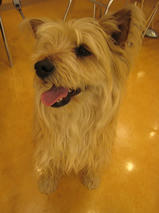 フェンネルちゃんｓ