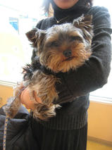 Ｃｏｏｋｉｅちゃんｓ