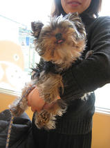 Ｃｏｏｋｉｅちゃんｓ