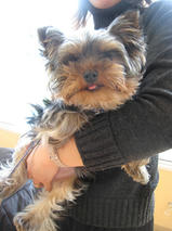 Ｃｏｏｋｉｅちゃんｓ