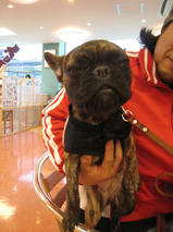 フェンディちゃんｓ