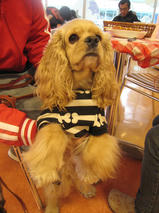 フェンディちゃんｓ