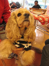 フェンディちゃんｓ