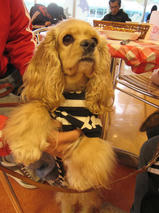 フェンディちゃんｓ