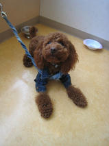 アポロちゃんｓ