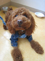 アポロちゃんｓ