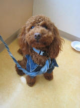 アポロちゃんｓ