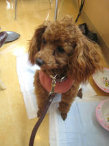 こころちゃんｓ