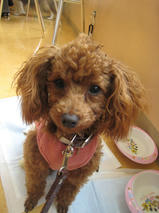 こころちゃんｓ」